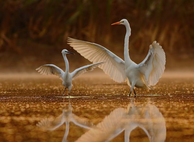 Discover India With Us